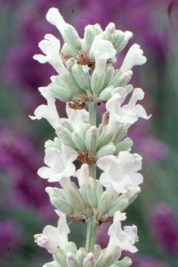 Lavanta Fidesi ( Lavandula Angustifolia ) White 1 Adet - Thumbnail