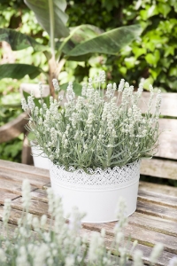 Lavanta Fidesi ( Lavandula Angustifolia ) White 1 Adet - Thumbnail