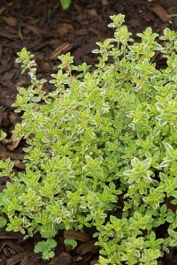 Limon Kokulu Kekik Fidesi ( Thymus Citriodorus) Limone 1 Adet - Thumbnail