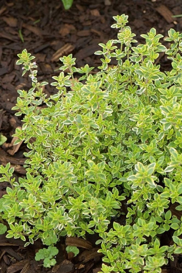 Limon Kokulu Kekik Fidesi ( Thymus Citriodorus) Limone 1 Adet