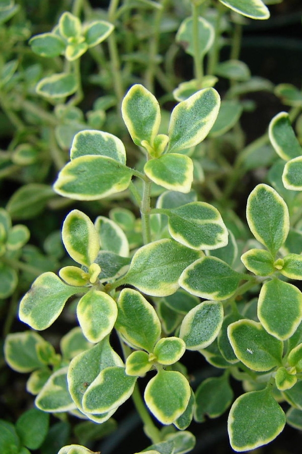 Limon Kokulu Kekik Fidesi ( Thymus Citriodorus) Limone 1 Adet