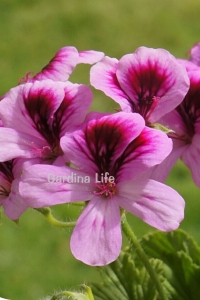 Limon Kokulu Sardunya Fidesi Yoğun Kokulu ( Pelargonium Species Odorata ) Lemon1 Adet - Thumbnail