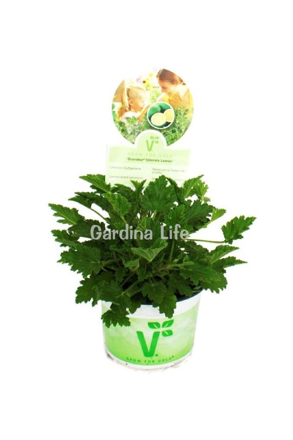 Limon Kokulu Sardunya Fidesi Yoğun Kokulu ( Pelargonium Species Odorata ) Lemon1 Adet