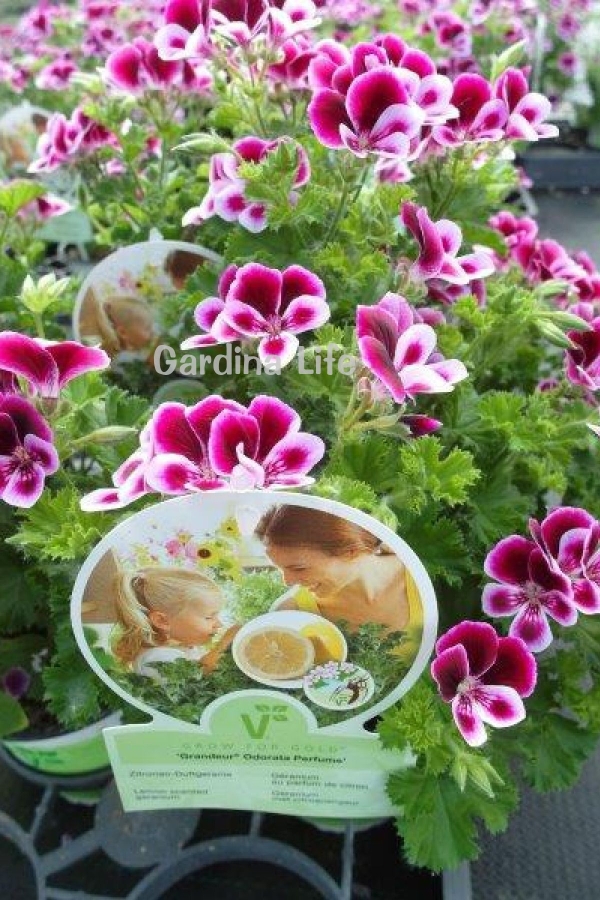 Gardinalife - Limon Kokulu Sardunya Fidesi Yoğun Kokulu ( Pelargonium Species Odorata ) Lemon1 Adet