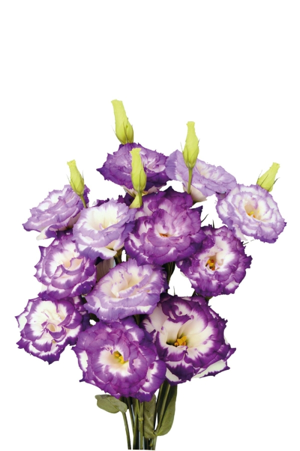 Lisyantus Fidesi 5 Adet ( Lisianthus ) Bluepicot