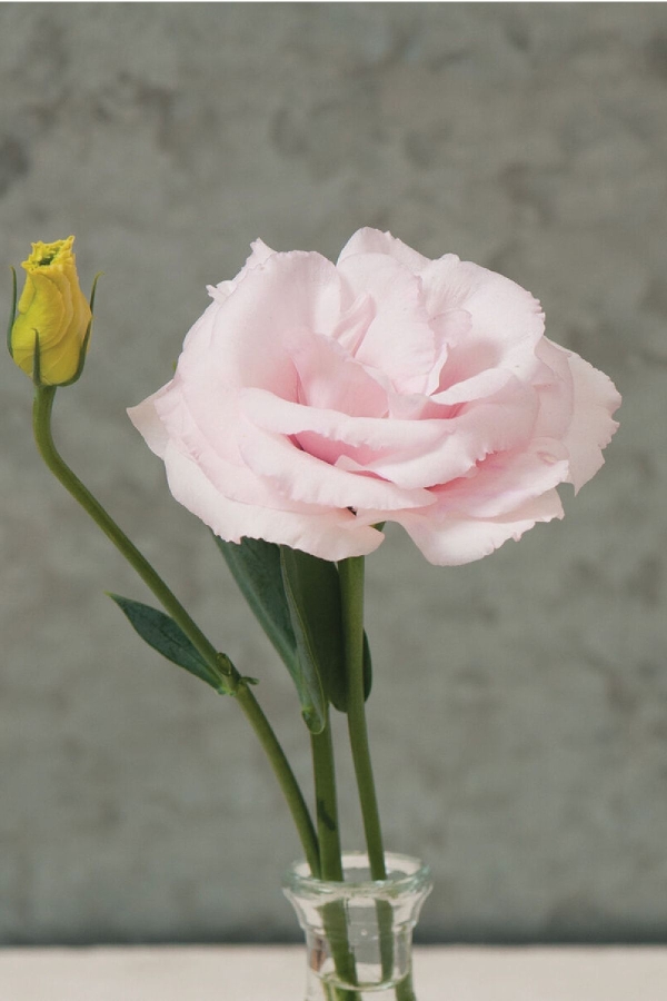 Lisyantus Fidesi 5 Adet ( Lisianthus ) Clear Pink