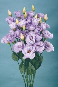 Lisyantus Fidesi 5 Adet ( Lisianthus ) Lavender - Thumbnail