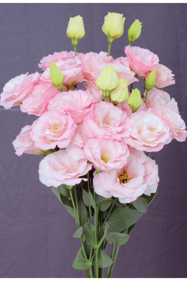 Gardinalife - Lisyantus Fidesi 5 Adet ( Lisianthus ) Light Pink