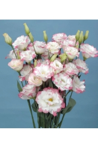 Lisyantus Fidesi 5 Adet ( Lisianthus ) Marple Pink - Thumbnail