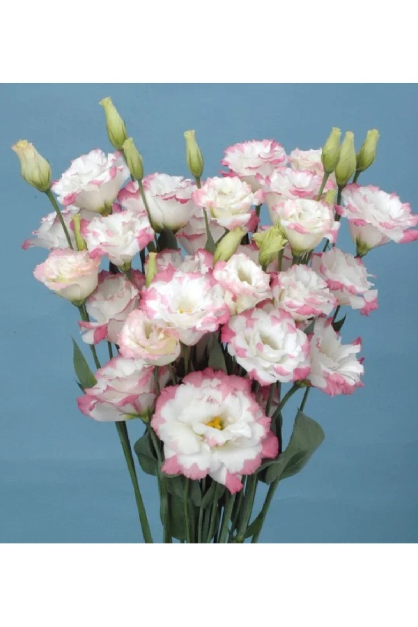 Lisyantus Fidesi 5 Adet ( Lisianthus ) Marple Pink