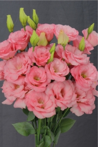 Lisyantus Fidesi 5 Adet ( Lisianthus ) Mix - Thumbnail