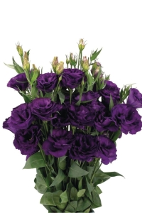 Lisyantus Fidesi 5 Adet ( Lisianthus ) Mix - Thumbnail