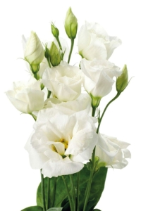 Lisyantus Fidesi 5 Adet ( Lisianthus ) Mix - Thumbnail