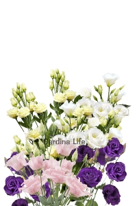 Lisyantus Fidesi 5 Adet ( Lisianthus ) Mix - Thumbnail