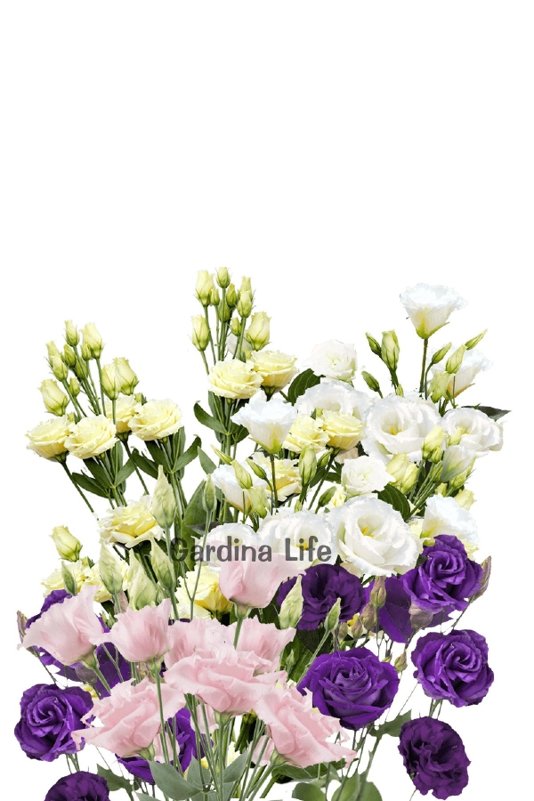 Lisyantus Fidesi 5 Adet ( Lisianthus ) Mix