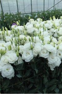 Lisyantus Fidesi 5 Adet ( Lisianthus ) White - Thumbnail