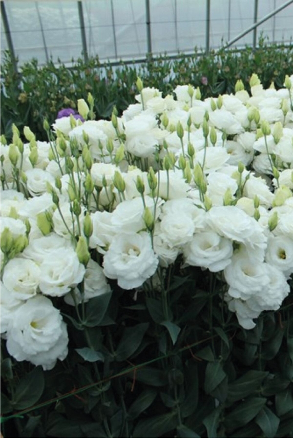 Lisyantus Fidesi 5 Adet ( Lisianthus ) White