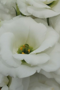 Lisyantus Fidesi 5 Adet ( Lisianthus ) White - Thumbnail