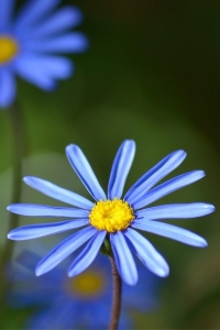 Mavi Papatya Felisa Fidesi ( Felicia Amelloides Felicitara) Blue 1 Adet - Thumbnail