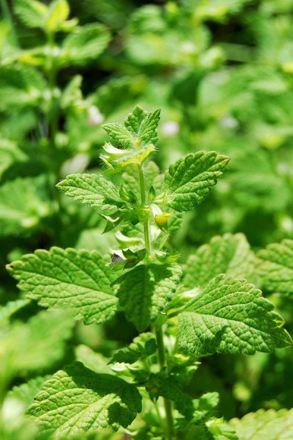 Melisa Fidesi Limon Otu Yoğun Kokulu ( Melissa Officinalis ) 1 Adet