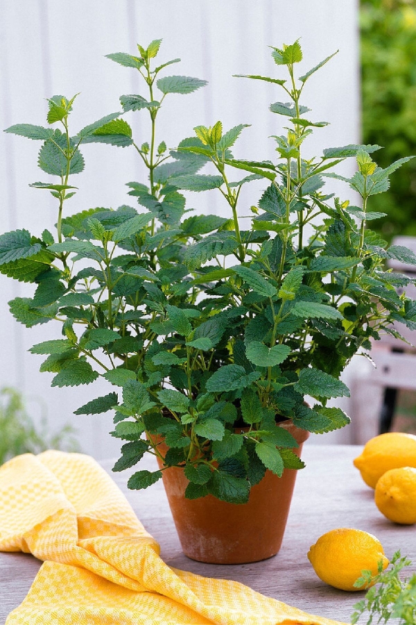 Melisa Fidesi Limon Otu Yoğun Kokulu ( Melissa Officinalis ) 1 Adet