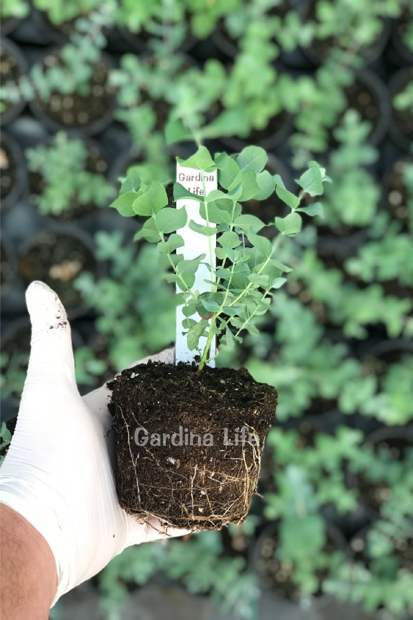 Mentol Kokulu Okaliptüs Fidesi ( Eucalyptus Cinerea ) 1 Adet