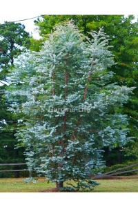 Mentol Kokulu Okaliptüs Fidesi ( Eucalyptus Cinerea ) 1 Adet - Thumbnail