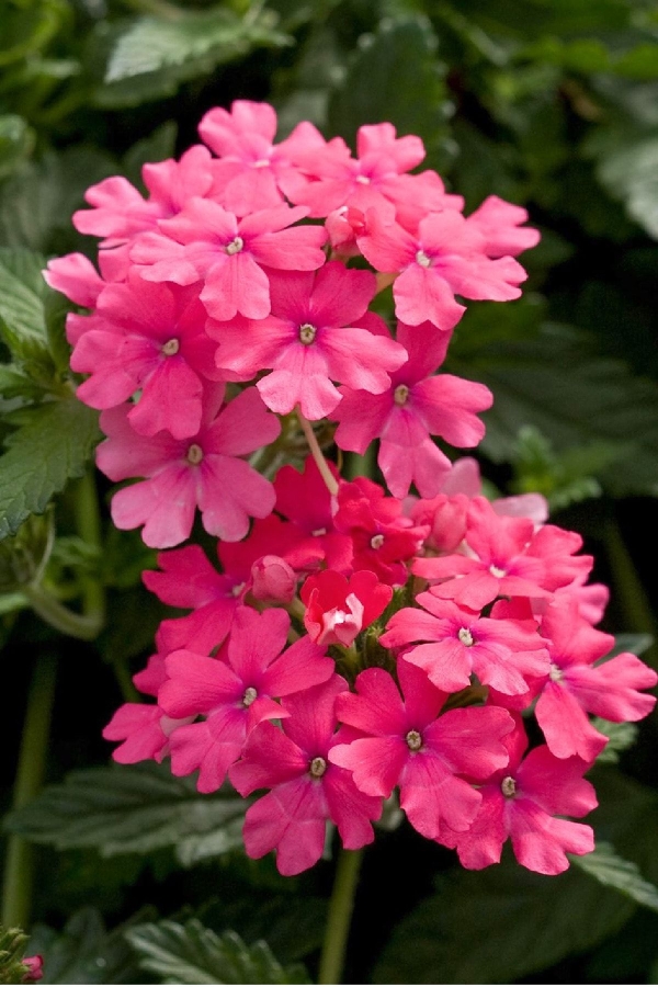 Mine Çiçeği Fidesi Sarkan Tür ( Verbena Peruviana ) Bright Pink 1 Adet