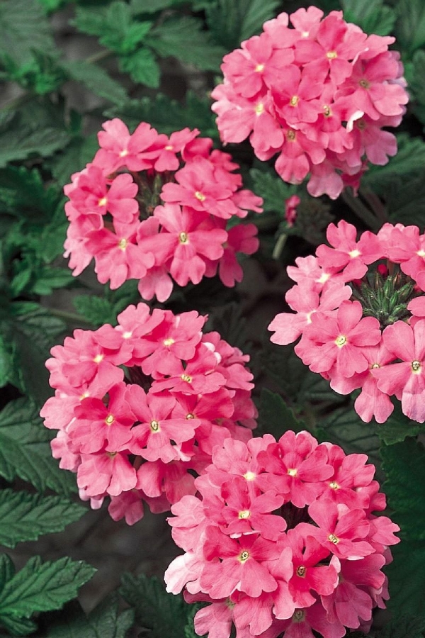 Gardinalife - Mine Çiçeği Fidesi Sarkan Tür ( Verbena Peruviana ) Bright Pink 1 Adet