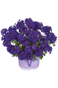 Mine Çiçeği Fidesi Sarkan Tür ( Verbena Peruviana ) Deep Blue 1 Adet - Thumbnail