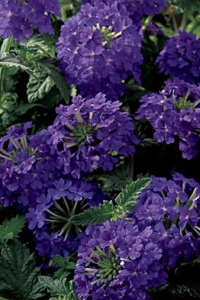 Mine Çiçeği Fidesi Sarkan Tür ( Verbena Peruviana ) Deep Blue 1 Adet - Thumbnail