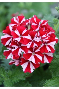 Mine Çiçeği Fidesi Sarkan Tür ( Verbena Peruviana ) Deep Red Star 1 Adet - Thumbnail