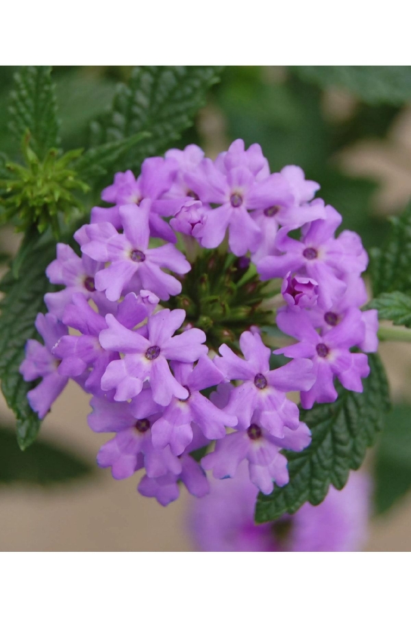 Mine Çiçeği Fidesi Sarkan Tür ( Verbena Peruviana ) Lavender 1 Adet