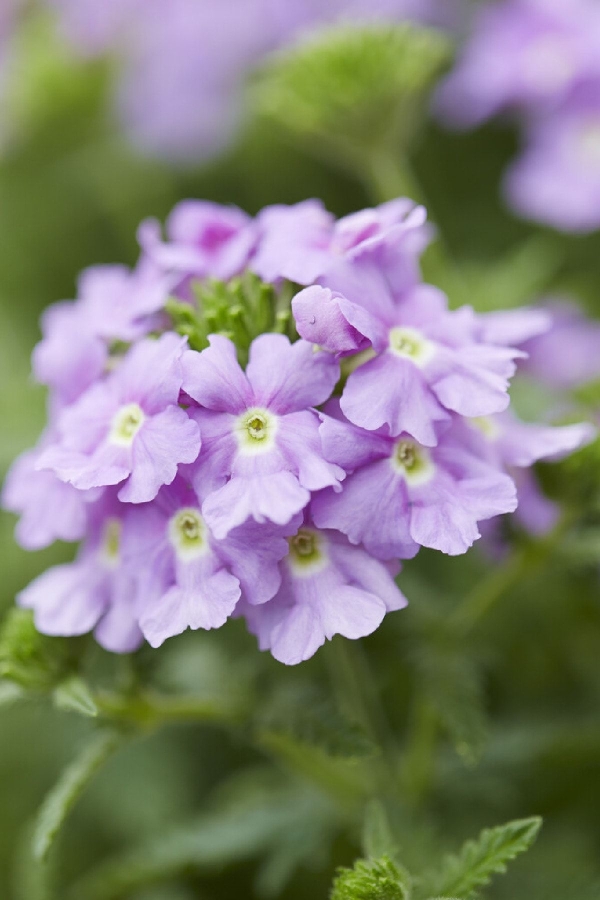 Mine Çiçeği Fidesi Sarkan Tür ( Verbena Peruviana ) Lavender 1 Adet