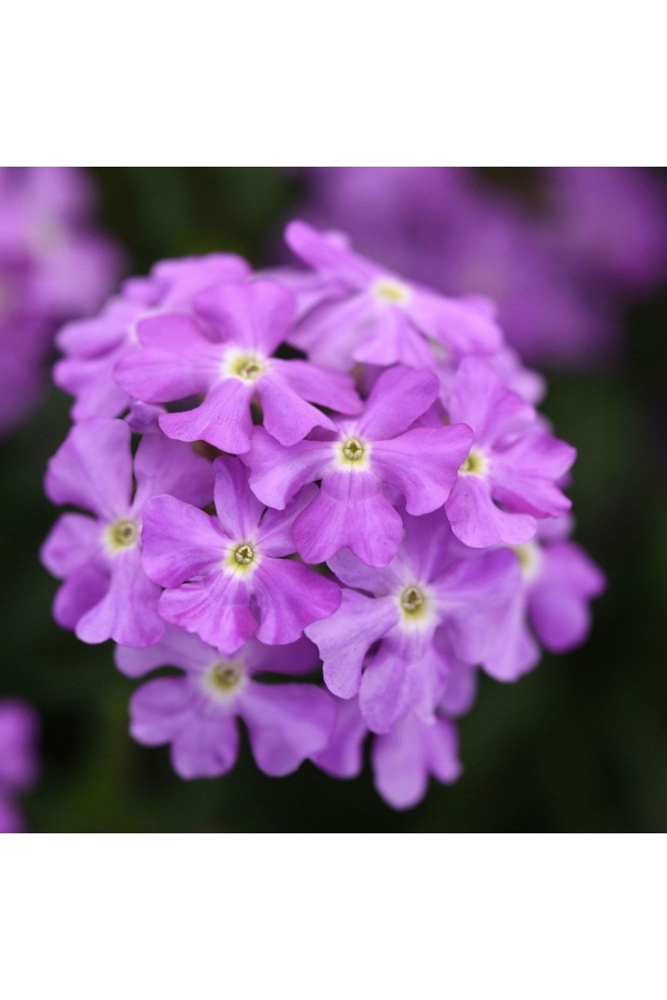 Mine Çiçeği Fidesi Sarkan Tür ( Verbena Peruviana ) Lavender 1 Adet