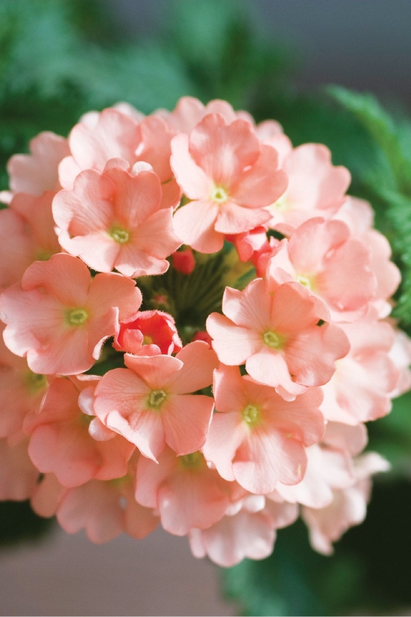 Mine Çiçeği Fidesi Sarkan Tür ( Verbena Peruviana ) Peach 1 Adet