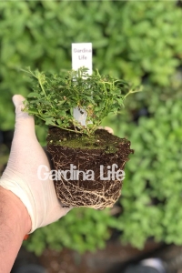 Mine Çiçeği Fidesi Sarkan Tür ( Verbena Peruviana ) Peach 1 Adet - Thumbnail