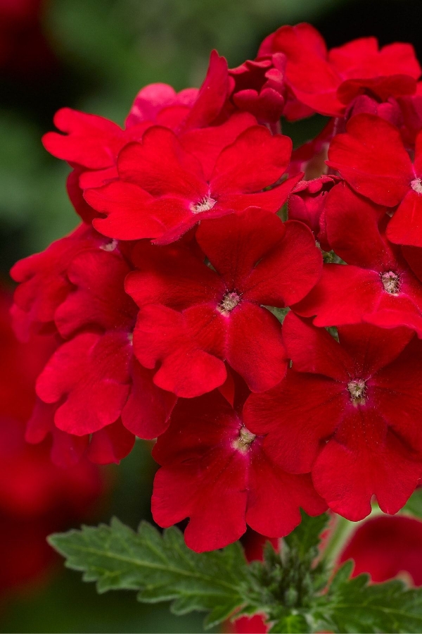 Mine Çiçeği Fidesi Sarkan Tür ( Verbena Peruviana ) Scarlet 1 Adet