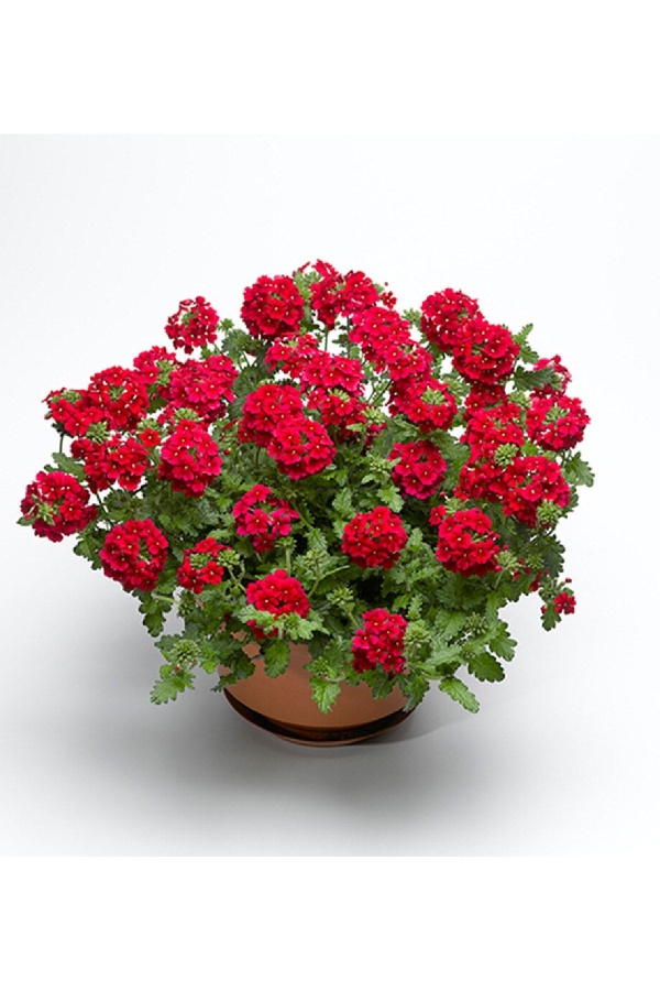 Gardinalife - Mine Çiçeği Fidesi Sarkan Tür ( Verbena Peruviana ) Scarlet 1 Adet