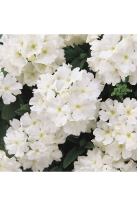 Mine Çiçeği Fidesi Sarkan Tür ( Verbena Peruviana ) White 1 Adet - Thumbnail