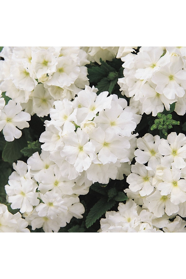 Mine Çiçeği Fidesi Sarkan Tür ( Verbena Peruviana ) White 1 Adet