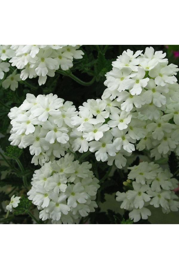 Mine Çiçeği Fidesi Sarkan Tür ( Verbena Peruviana ) White 1 Adet