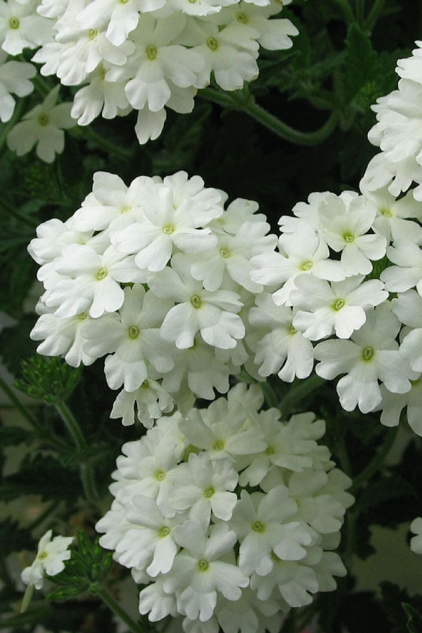 Mine Çiçeği Fidesi Sarkan Tür ( Verbena Peruviana ) White 1 Adet