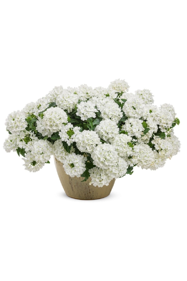 Gardinalife - Mine Çiçeği Fidesi Sarkan Tür ( Verbena Peruviana ) White 1 Adet