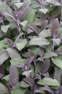 Mor Adaçayı Fidesi ( Salvia Officinalis Purpurmantel ) 1 Adet - Thumbnail