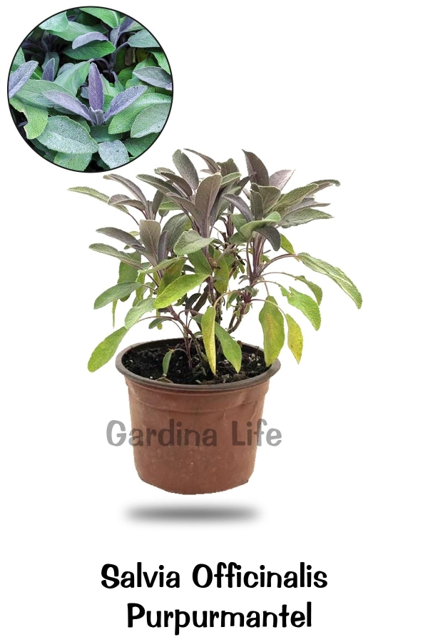 Mor Adaçayı Saksıda ( Salvia Officinalis Purpurmantel ) 1 Adet