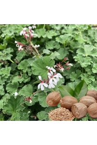 Muskat Kokulu Sardunya Yoğun Kokulu ( Pelargonium Species Odorata ) Nutmeg 1 Adet - Thumbnail