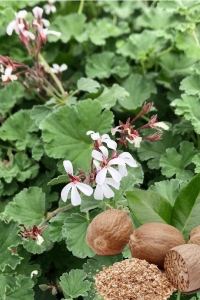 Muskat Kokulu Sardunya Yoğun Kokulu ( Pelargonium Species Odorata ) Nutmeg 1 Adet - Thumbnail