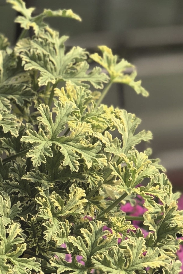 Nane Mint Kokulu Sardunya Yoğun Kokulu ( Pelargonium Species Odorata ) Peppermint 1 Adet