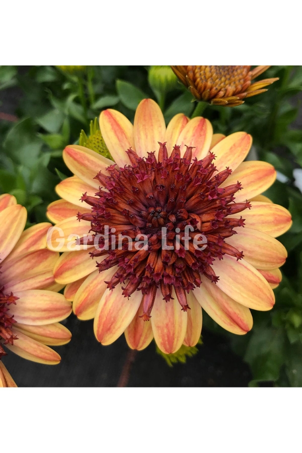 Gardinalife - Papatya Fidesi Katmerli ( Bodrum Papatyası ) Orange Center 1 Adet 10 Cm Saksıda